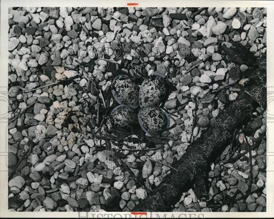 1975 Press Photo Kildeer Eggs Camouflaged On Pebbled Roof - Historic Images