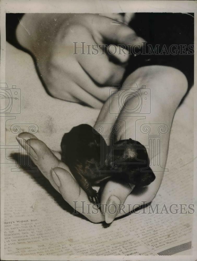 1936 Press Photo Pomeranian Puppy 3 days old weighed 1 ounce when born and is - Historic Images