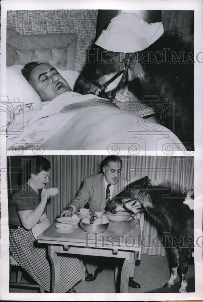 1955 Press Photo Mack Shetland Horse Wakes Edward G Goldi For Breakfast - Historic Images