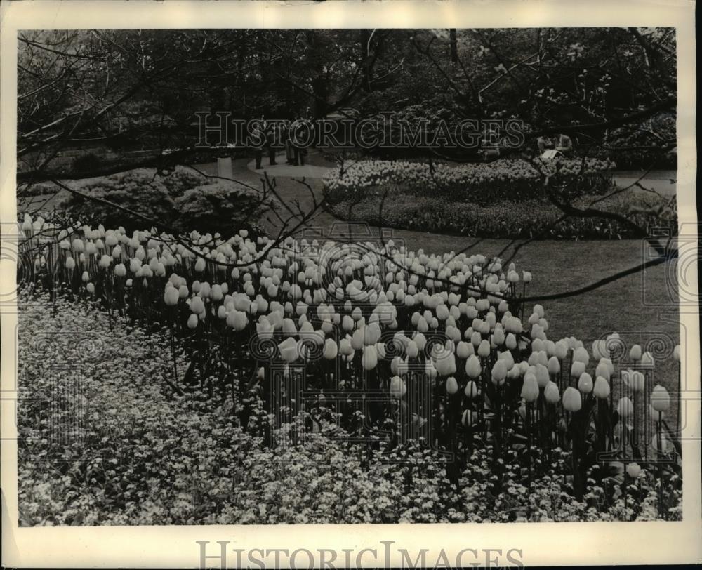 1960 Press Photo Bulb Growers of Holland in Lissie - Historic Images