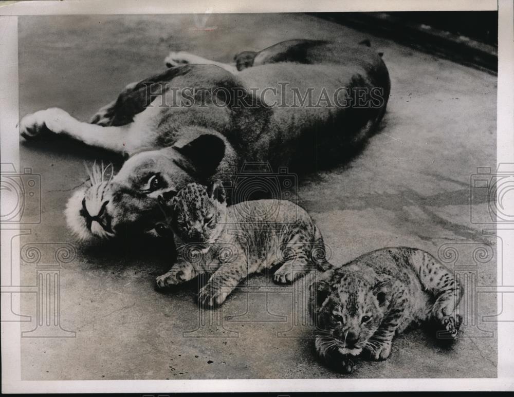 1937 Press Photo Juno and her two cubs, Maxnand and Climax at the London Zoo - Historic Images