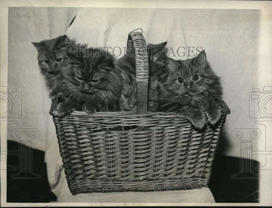 1933 Press Photo Five red tabby kittens at the Combined Championship Shows - Historic Images