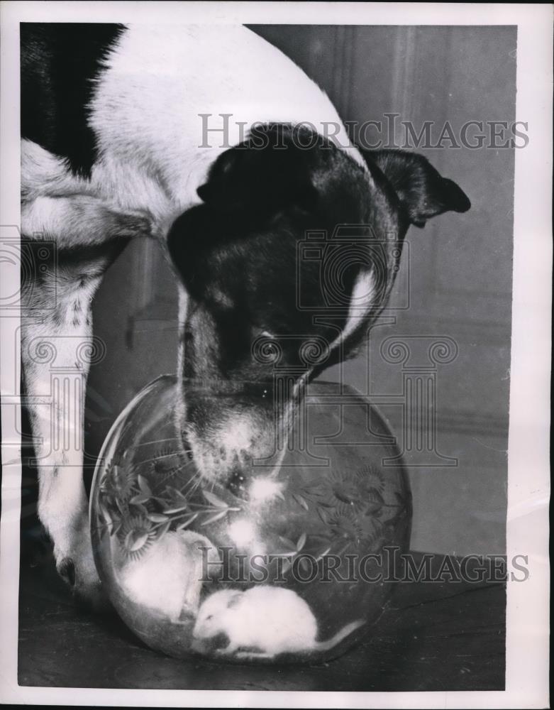 1953 Press Photo Texi, a little terrier has a whole series of problems at home - Historic Images