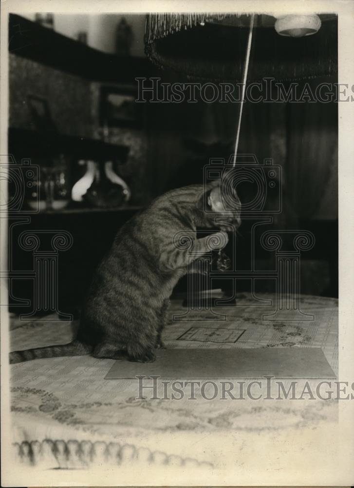 1931 Press Photo Family cat pulls cord - Historic Images