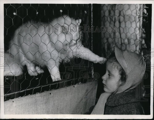 1954 Press Photo Persian cat reaches out of his cage to pat a little girl - Historic Images