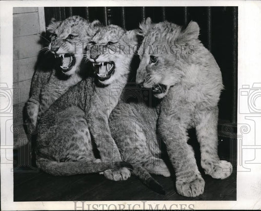 1943 Press Photo Lion cubs for sale at the Philadelphia Zoo - Historic Images