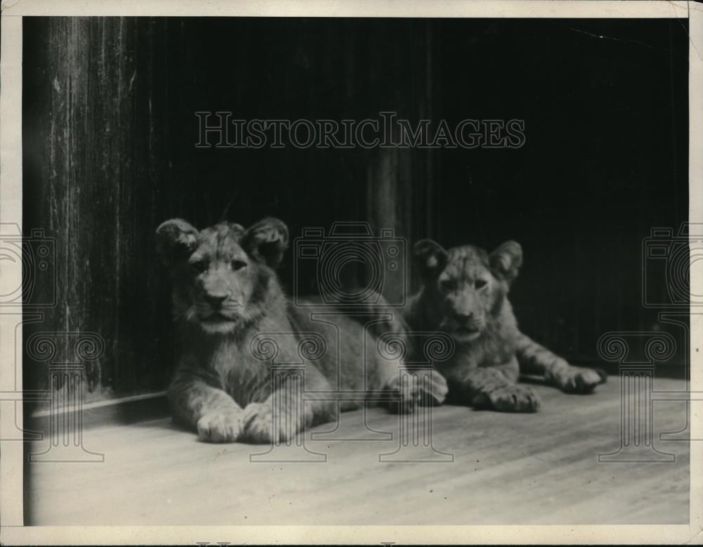 1927 Press Photo Johannesburg S. Africa Lion cubs presented to Pres. Coolidge - Historic Images