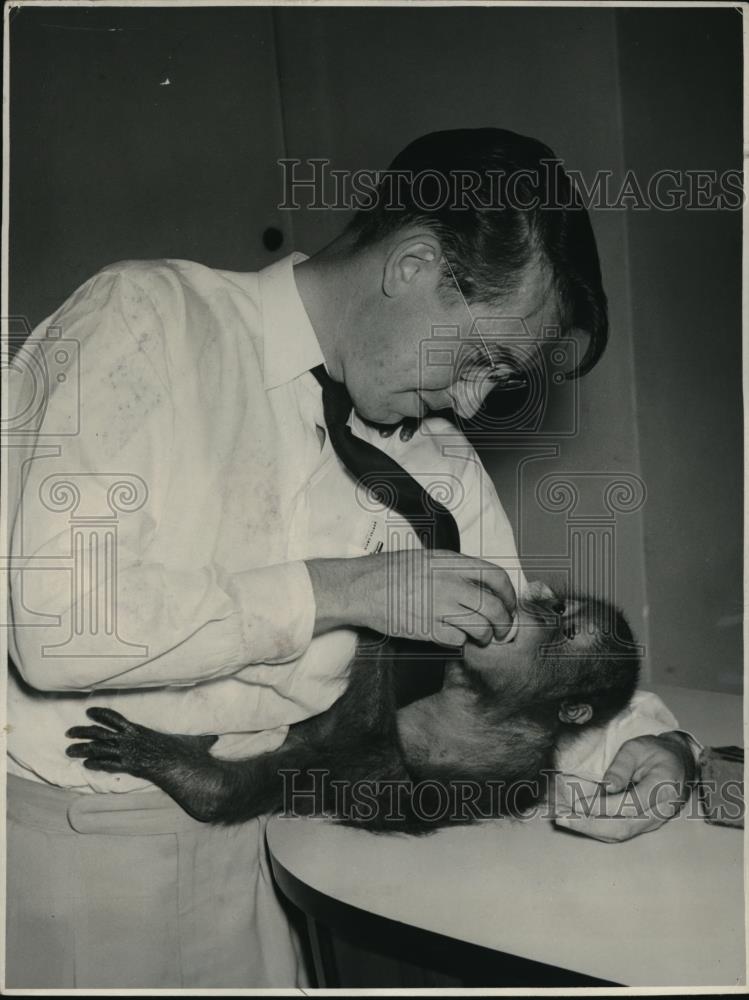 1962 Press Photo Eric Taylor Feds Monkey On Qantas Overseas Airline - Historic Images