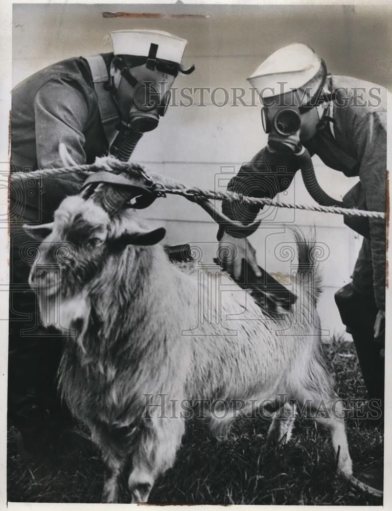 1941 Press Photo The navy is cleaning &quot;Billy&quot;, the mascot of the - Historic Images