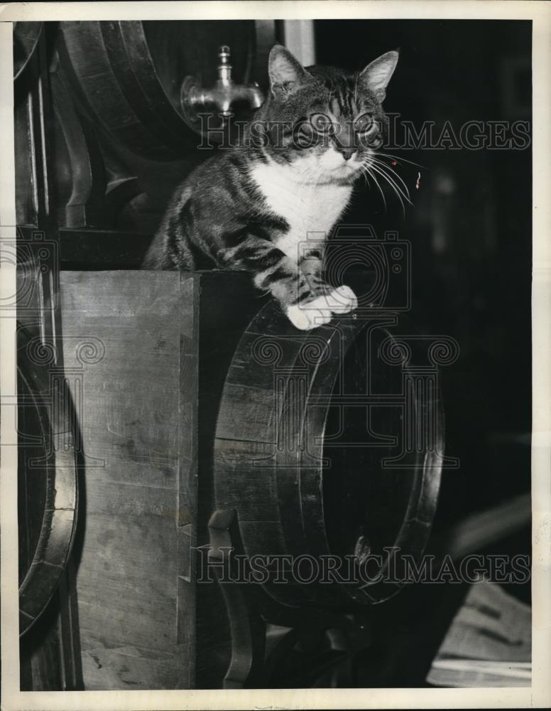 1938 Press Photo Fifi emerging from his sleeping compartment - Historic Images