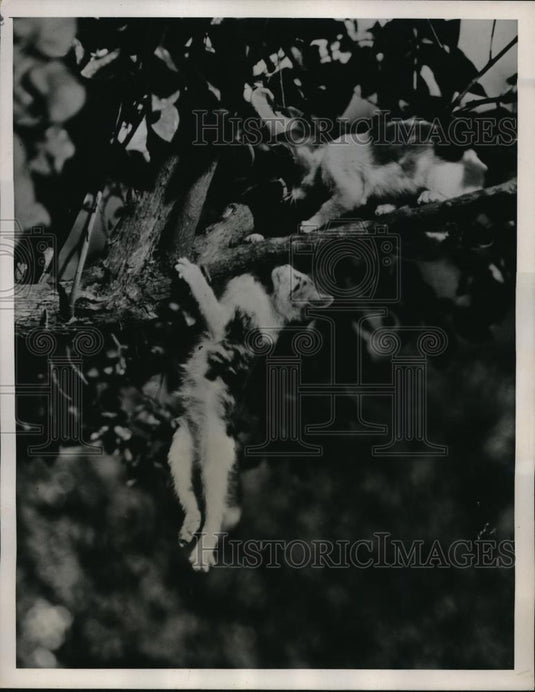 1938 Press Photo A couple of feline friends in search of feathered tid-bits - Historic Images