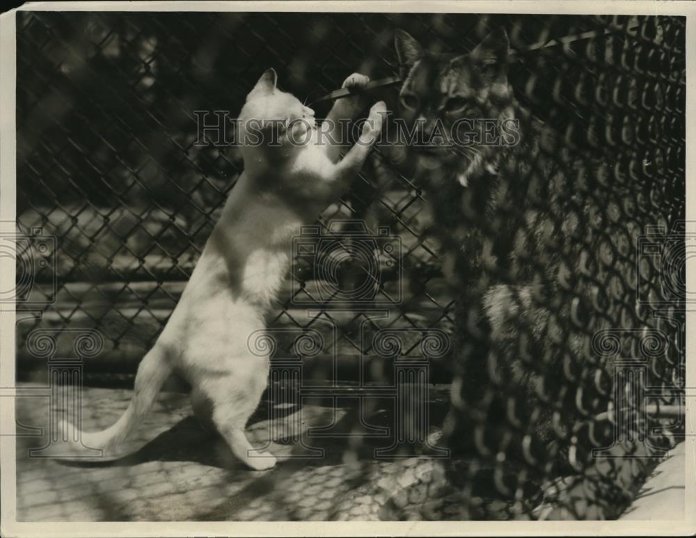 1930 Press Photo Cats at play - Historic Images