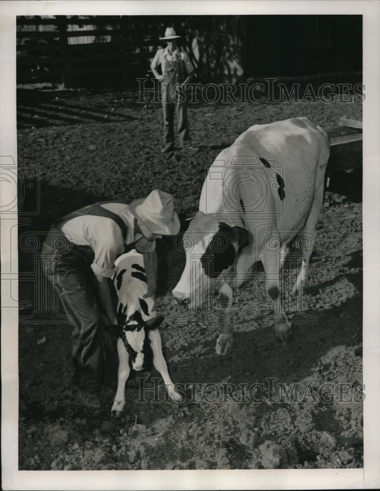 1941 Press Photo William inspecting a calf with a suspected lame hoof - Historic Images