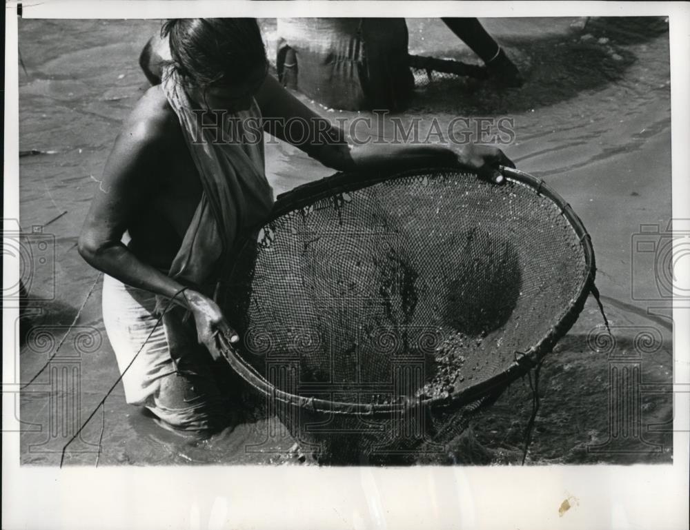 1962 Press Photo Wherever something edible might be found. Indian Woman fishing - Historic Images