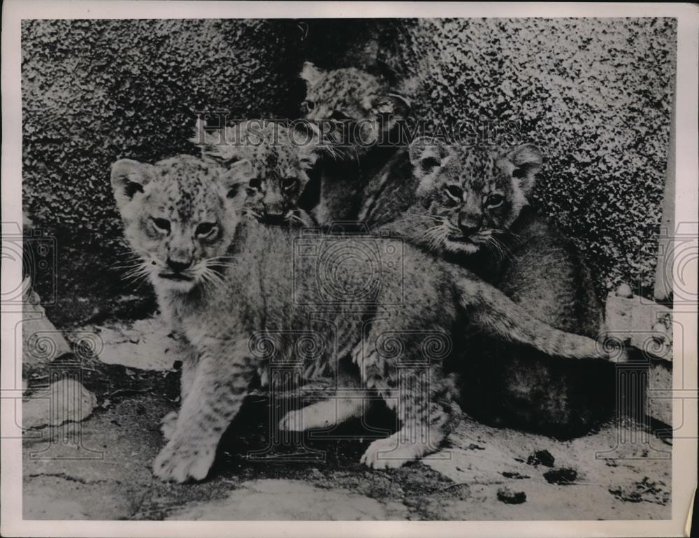 1936 Press Photo Four lion cubs at the Auckland New Zealand Zoo - Historic Images