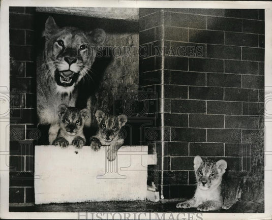 1935 Press Photo Patricia proudly showing off her five weeks old cubs - Historic Images