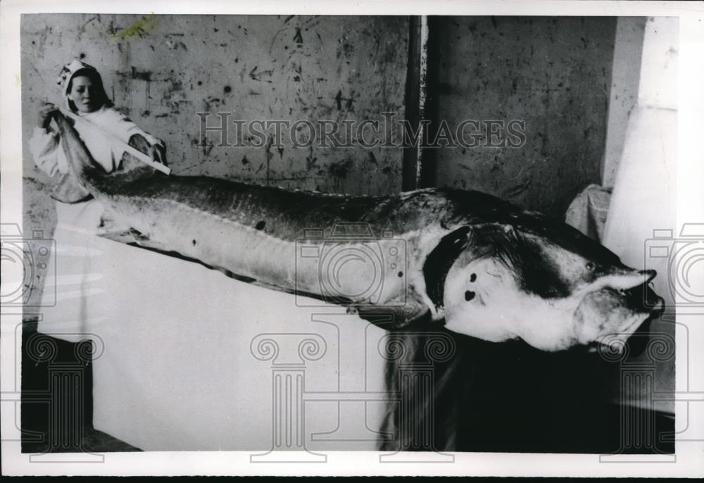 1955 Press Photo A Russian woman measures the length of a giant fish - Historic Images