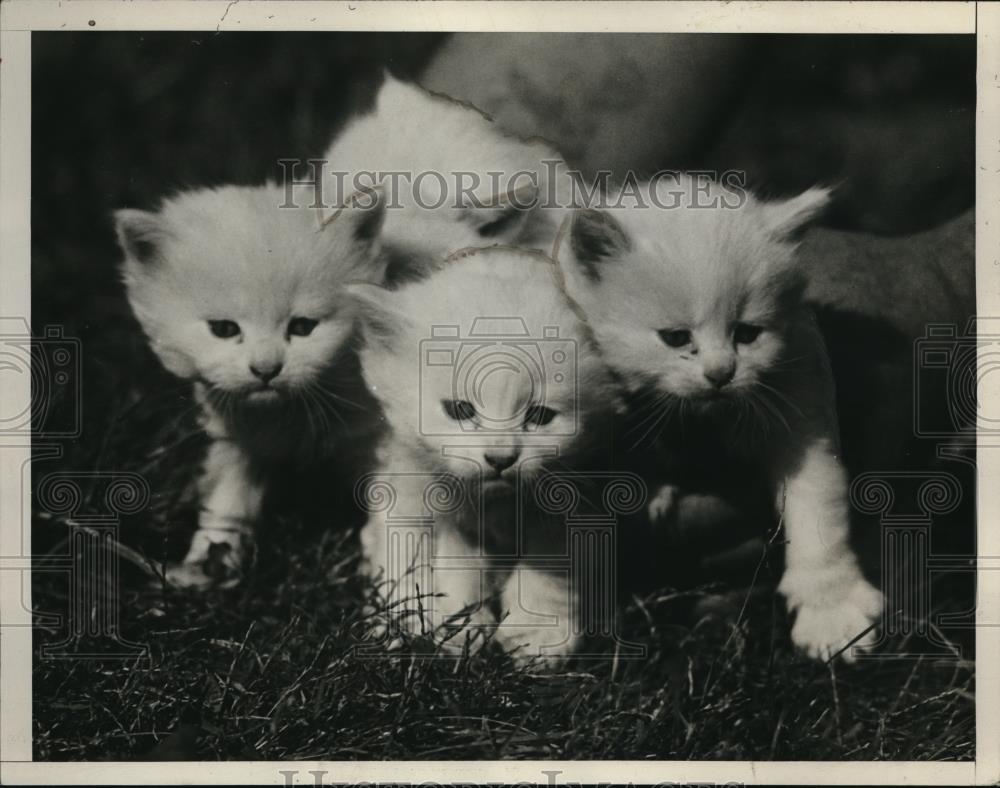 1929 Press Photo Three kittens competing in the Cat and Dog show in Washington - Historic Images