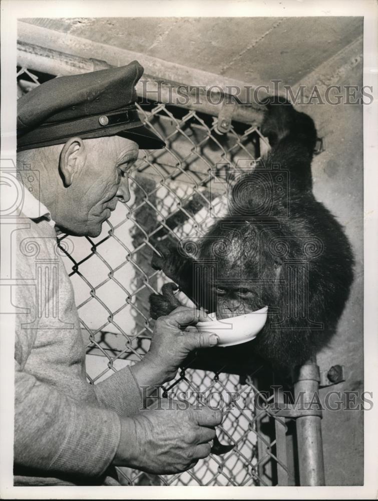 1956 Press Photo Orangutan Alfreda &amp; Bill Wills San Francisco Fleishhacker Zoo - Historic Images