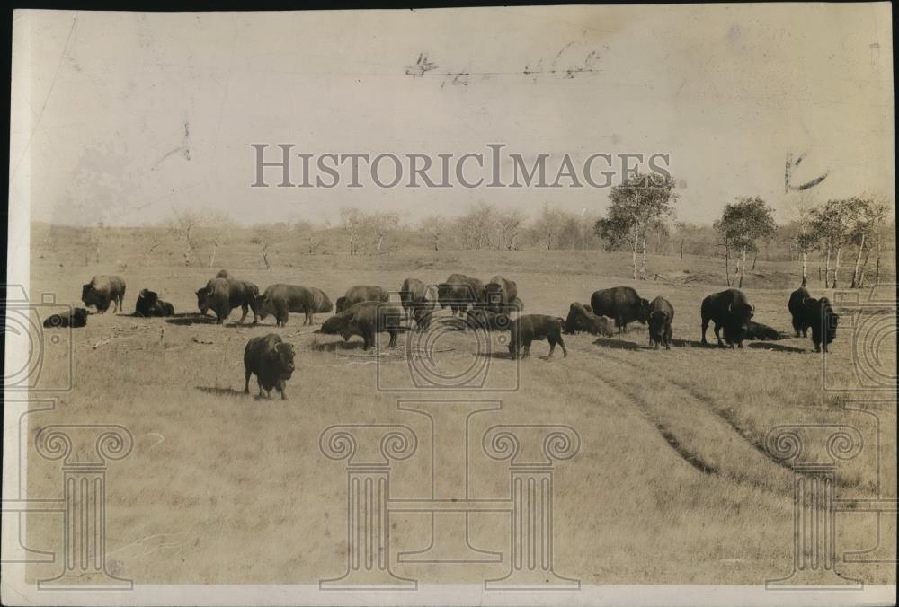 1923 Press Photo Buffalos In Washington Park, Animals - Historic Images