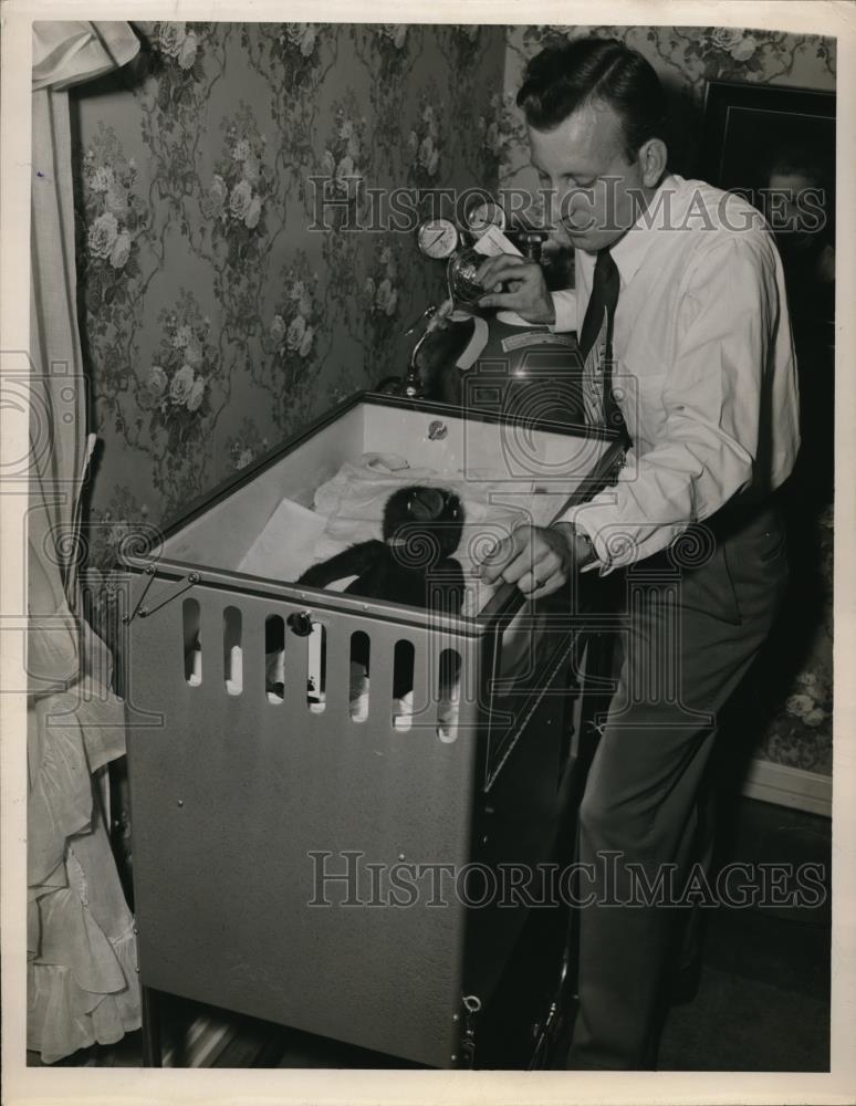 1950 Press Photo D. Wallace Wendt with Baby Gorilla in Incubator - Historic Images