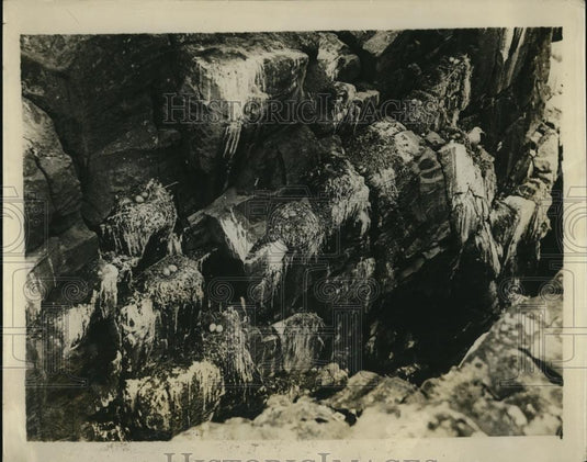 1923 Press Photo The Wild Birds Protection Society at Farne Island - Historic Images