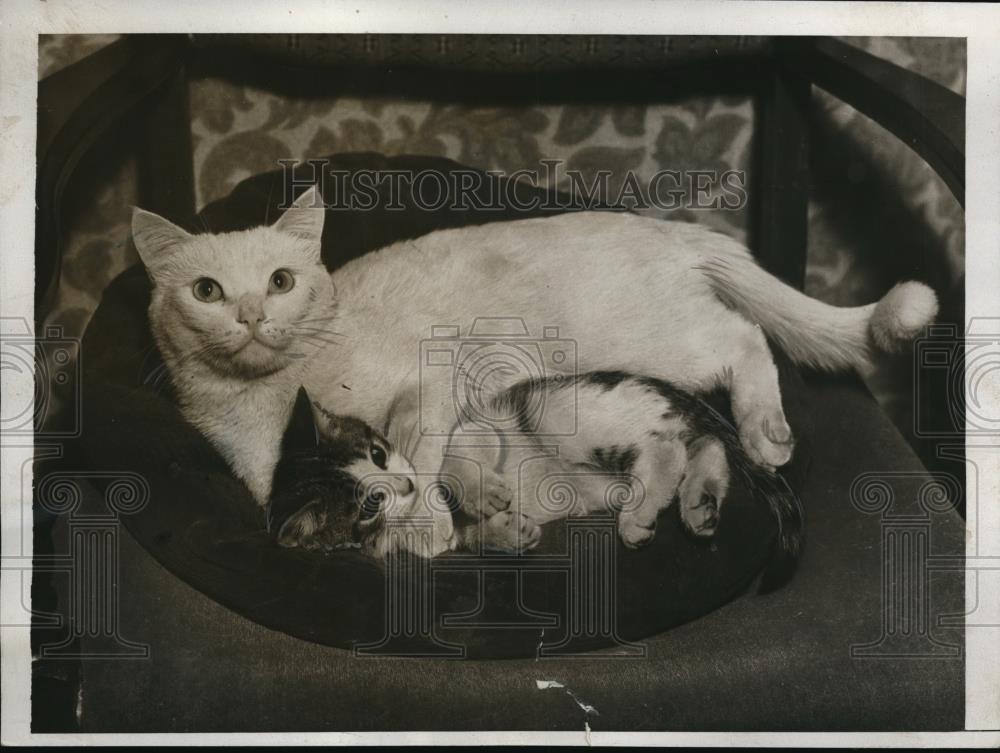 1933 Press Photo Baby Bacon lavishing his love to the kitten - Historic Images