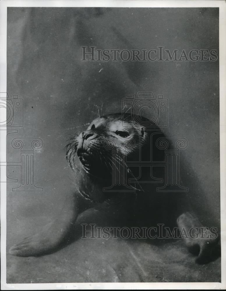 1947 Press Photo Billy the seal enjoying his rescuers backyard pond - Historic Images