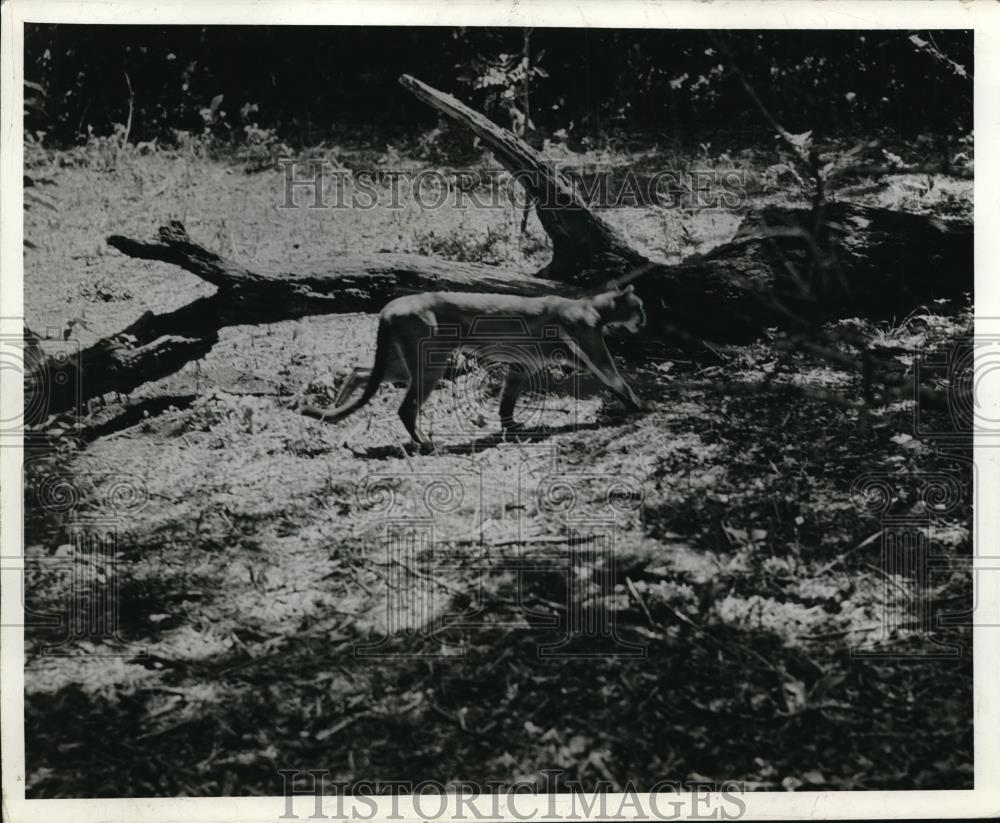 1941 Press Photo Lion - Historic Images