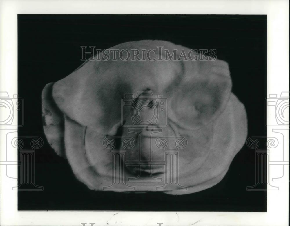1990 Press Photo Masked head by Kent Artist Henry Halem - cvp16837 - Historic Images