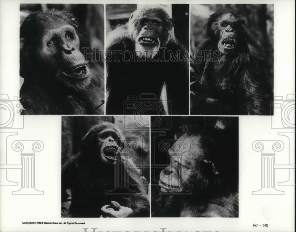 1986 Press Photo Greystoke: The Legend of Tarzan - cvp15206 - Historic Images