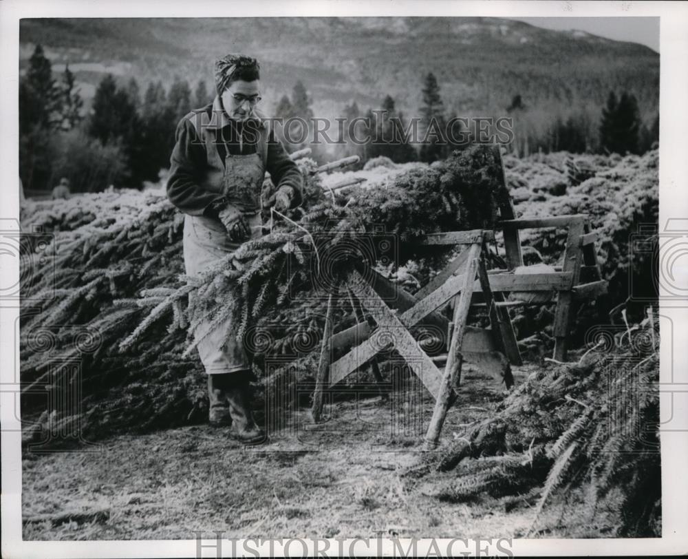 1954 Press Photo Woman baling trees for the G.R. Kirk Company of Tacoma - Historic Images