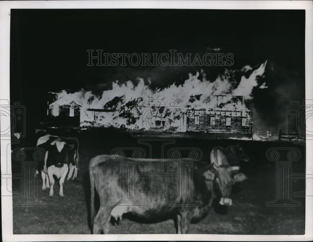 1952 Press Photo Colchester Conn cows of Meyer Boretz as barn burns down - Historic Images