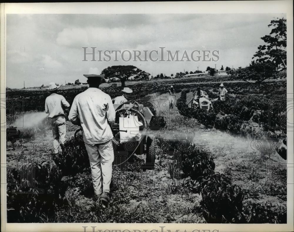 1969 Press Photo Coffee Trees are Everywhere - Historic Images