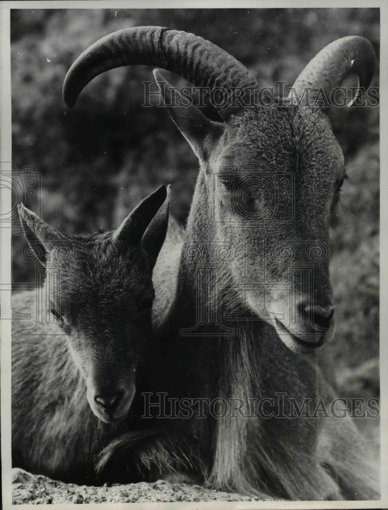 1960 Press Photo Barbary Sheep At the London zoo - Historic Images