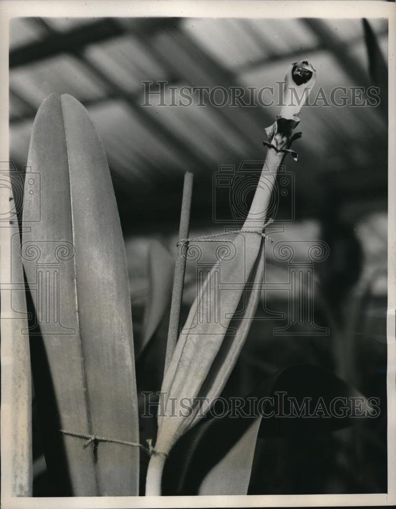 1941 Press Photo Orchid Plants After Pollination - Historic Images