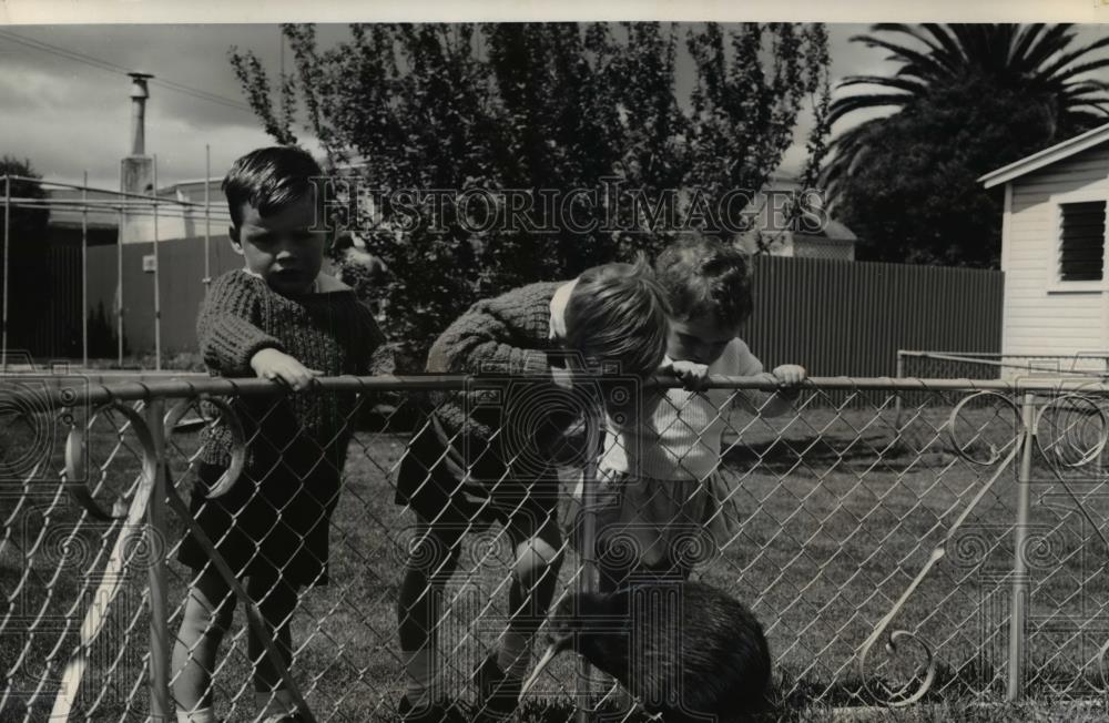 1970 Press Photo Three tots chasing the Kiwi at Napier New Zealand - Historic Images