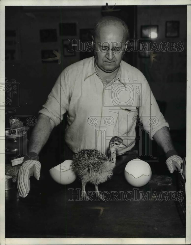 1935 Press Photo J.C.F. Knapp with the incubator hatched ostrich - Historic Images