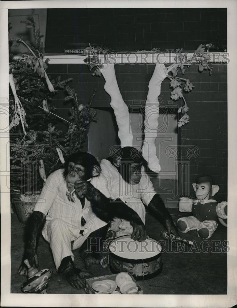 1940 Press Photo Jo Jo, Annie Baby Chimpanzees With Christmas Gifts - Historic Images