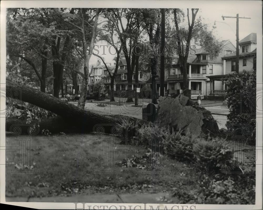 1953 Press Photo Tree on West Hill - Historic Images