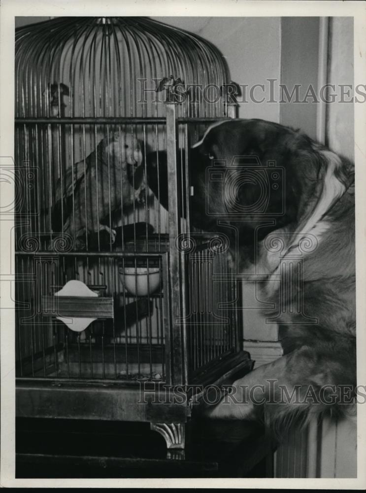 1940 Press Photo Bobby &amp; BigBoy pets at Ruth&#39;s Tacerm owned by Ruth Vick - Historic Images