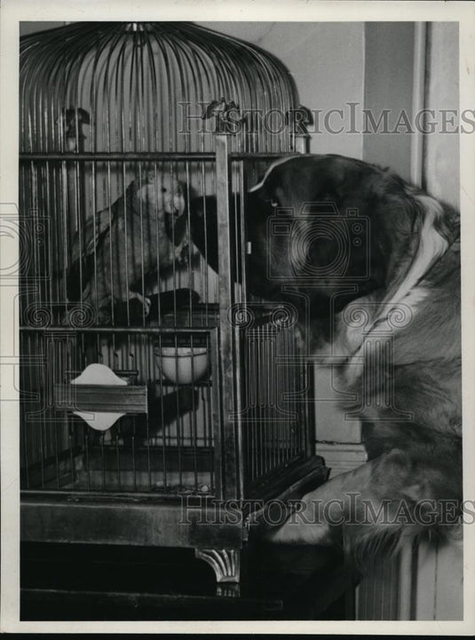 1940 Press Photo Bobby & BigBoy pets at Ruth's Tacerm owned by Ruth Vick - Historic Images