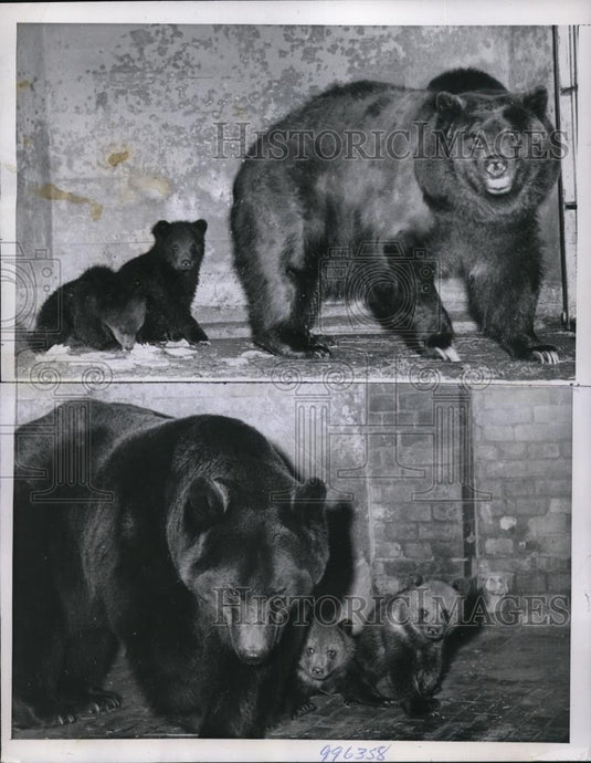 1952 Press Photo San Francisco Bears Zoological Garden CUbs With Mother Bear - Historic Images
