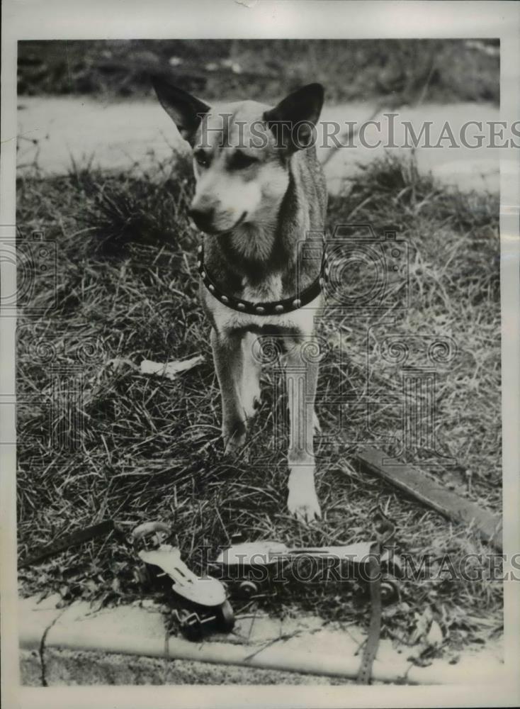 1938 Press Photo German Shepherd, Sandy, guarding the skates of Edward Koch - Historic Images