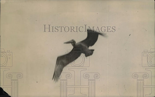 1920 Press Photo Pelican flying in the sky - Historic Images