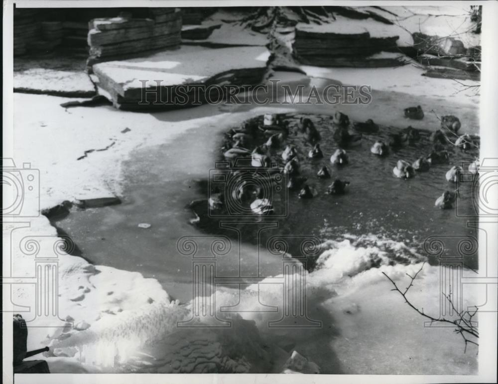 1959 Press Photo Ducks inFreezingwater at Chicago Lincoln Park - Historic Images