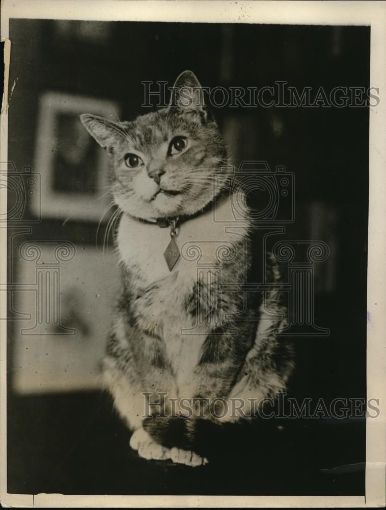 1926 Press Photo Tuffy Ruffles feline executive and overseer editorial offices - Historic Images