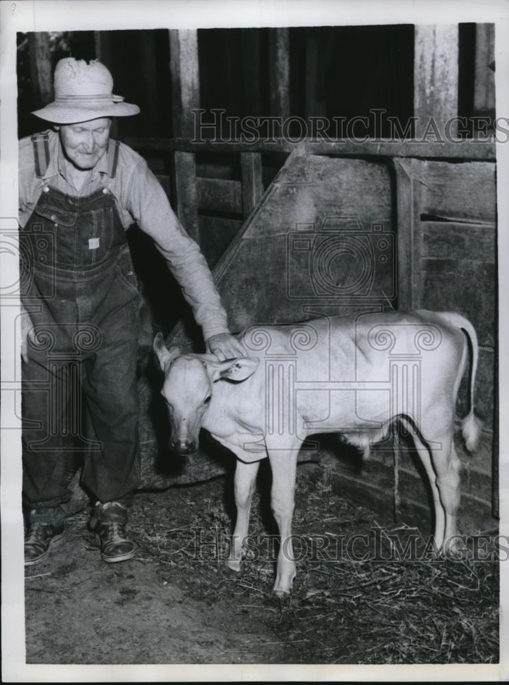 1959 Press Photo Hairless Calf of William Backs at Backs Prothers Farm in Ill. - Historic Images