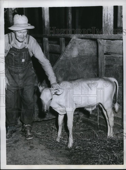 1959 Press Photo Hairless Calf of William Backs at Backs Prothers Farm in Ill. - Historic Images