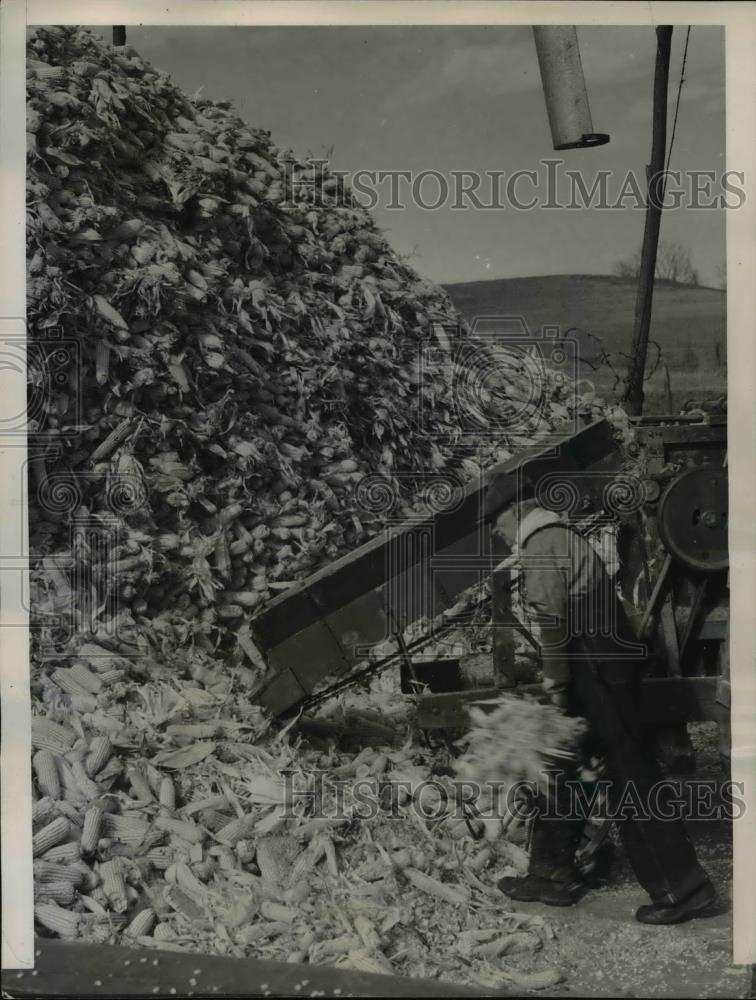 1947 Press Photo Heap of corn that will become the famed Missouri Meerschaum - Historic Images